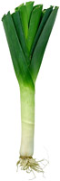 Leek